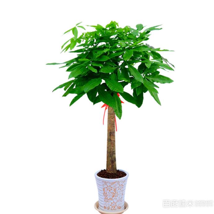 五鞭發(fā)財(cái)樹(shù)